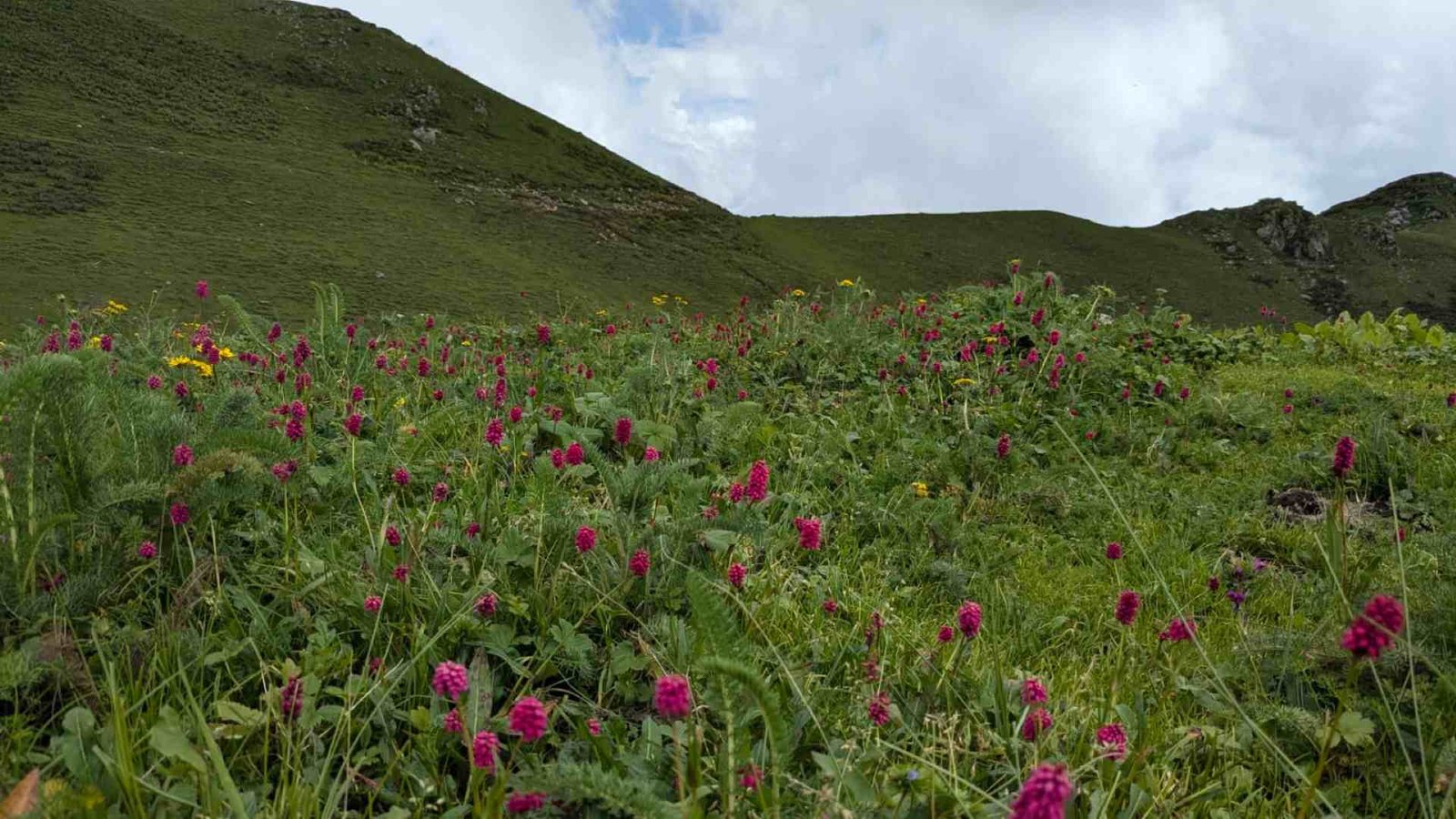 Dayara Bugyal High Ridge