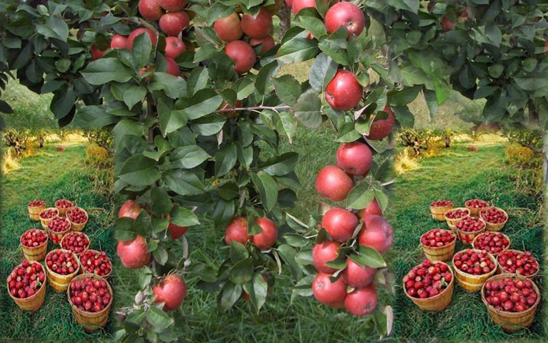 Kedarkantha Apple Orchard